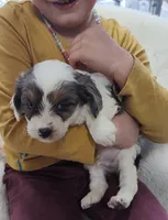 Handsome , a male Miniature Australian Shepherd and Miniature Aussiedoodle for sale in Bolivar, MO – Photo 9 of 9