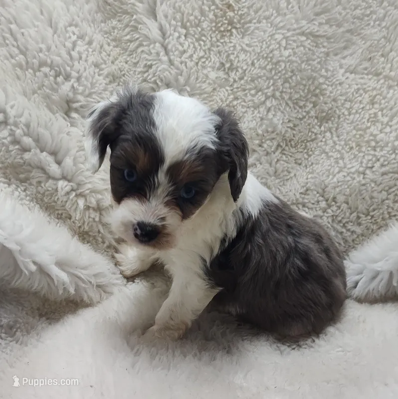 Handsome , a male Miniature Australian Shepherd and Miniature Aussiedoodle for sale in Bolivar, MO – Photo 1 of 9