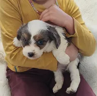 Handsome , a male Miniature Australian Shepherd and Miniature Aussiedoodle for sale in Bolivar, MO – Photo 5 of 9
