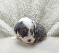 Handsome , a male Miniature Australian Shepherd and Miniature Aussiedoodle for sale in Bolivar, MO – Photo 3 of 9