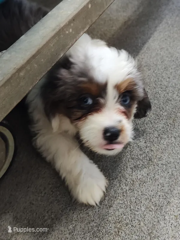 Handsome  – Miniature Australian Shepherd, Miniature Aussiedoodle puppy for sale in Bolivar, MO