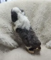 Handsome , a male Miniature Australian Shepherd and Miniature Aussiedoodle for sale in Bolivar, MO – Photo 6 of 9
