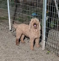 Lil Miss , a female Miniature Goldendoodle for sale in Bolivar, MO – 3 of 4