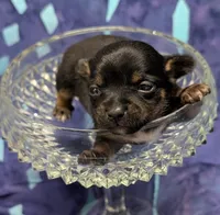Moe, a male Chihuahua and Yorkshire Terrier for sale in Bolivar, MO – 1 of 5