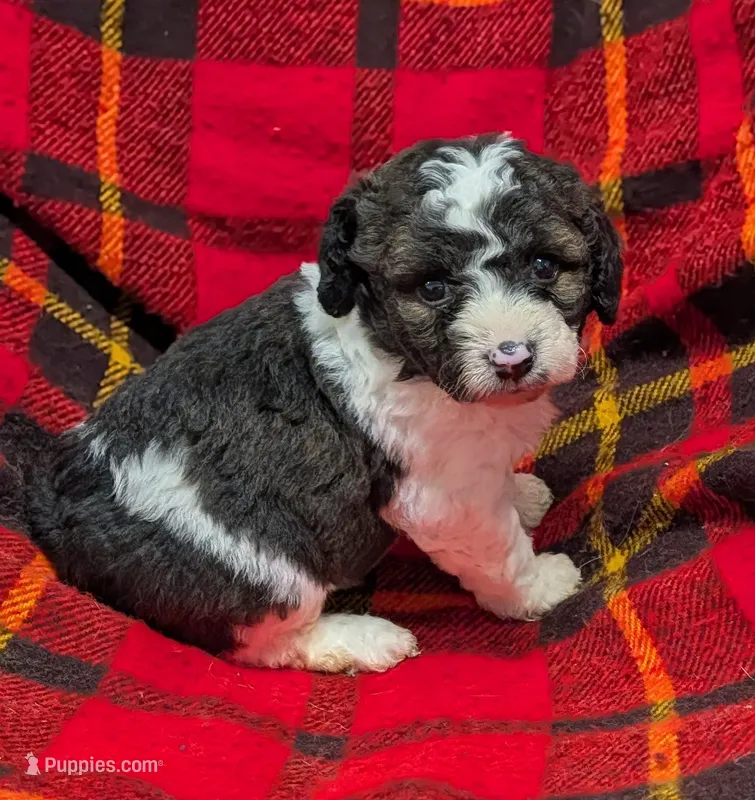 Winston  – Poodle - Miniature , Miniature Aussiedoodle puppy for sale in Bolivar, MO