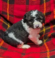 Winston , a male Poodle - Miniature  and Miniature Aussiedoodle for sale in Bolivar, MO – Photo 1 of 8