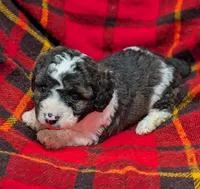 Winston , a male Poodle - Miniature  and Miniature Aussiedoodle for sale in Bolivar, MO – Photo 2 of 8