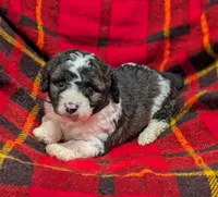 Winston , a male Poodle - Miniature  and Miniature Aussiedoodle for sale in Bolivar, MO – Photo 3 of 8