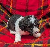 Winston , a male Poodle - Miniature  and Miniature Aussiedoodle for sale in Bolivar, MO – Photo 5 of 8