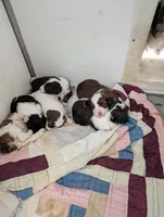 Winston , a male Poodle - Miniature  and Miniature Aussiedoodle for sale in Bolivar, MO – Photo 8 of 8