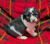 Winston , a male Poodle - Miniature  and Miniature Aussiedoodle for sale in Bolivar, MO – Photo 4 of 8