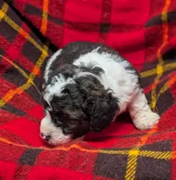 Winston , a male Poodle - Miniature  and Miniature Aussiedoodle for sale in Bolivar, MO – Photo 6 of 8