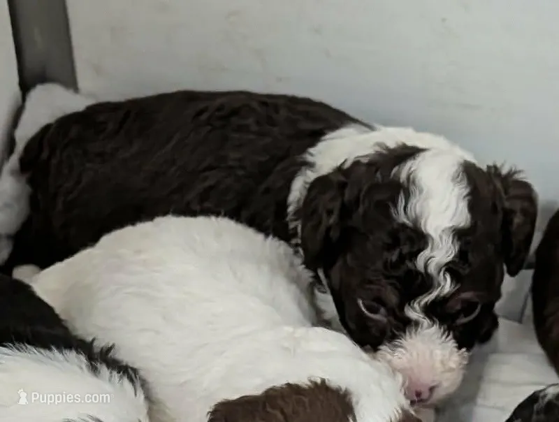 Whitney  – Poodle - Miniature , Miniature Aussiedoodle puppy for sale in Bolivar, MO