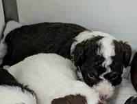 Winston , a male Poodle - Miniature  and Miniature Aussiedoodle for sale in Bolivar, MO – Photo 7 of 8