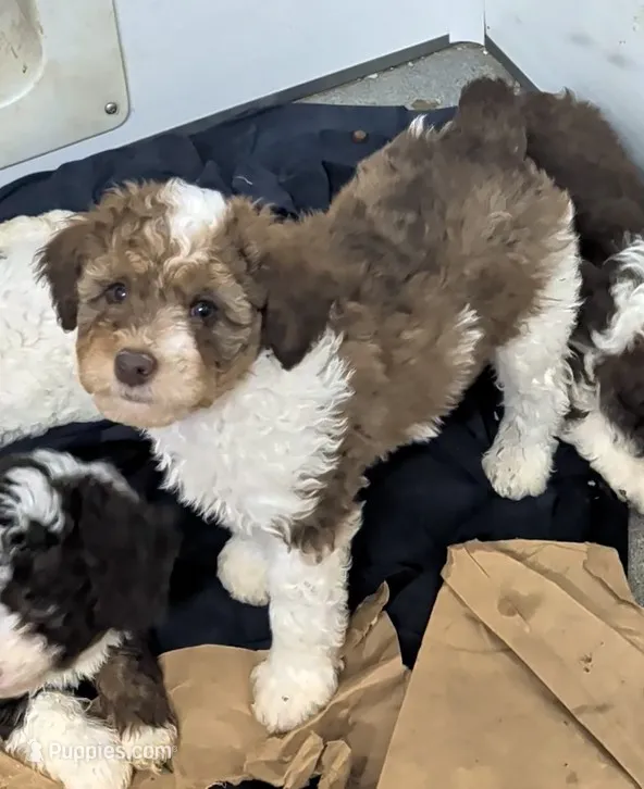 Wilbur  – Poodle - Miniature , Miniature Aussiedoodle puppy for sale in Bolivar, MO