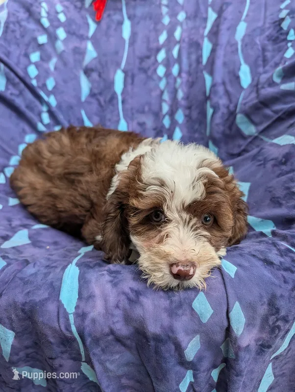 Winnie  – Poodle - Miniature , Miniature Aussiedoodle puppy for sale in Bolivar, MO