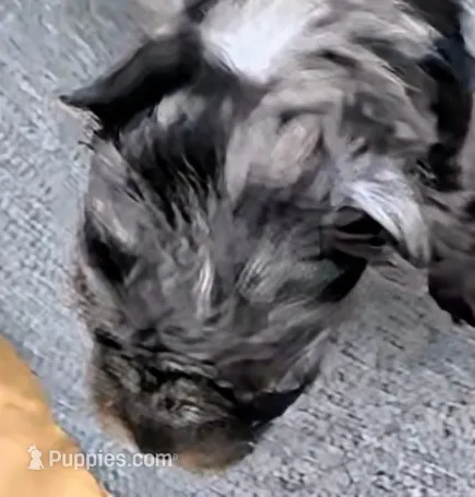 Aphrodite – Yorkshire Terrier puppy for sale in Bolivar, MO