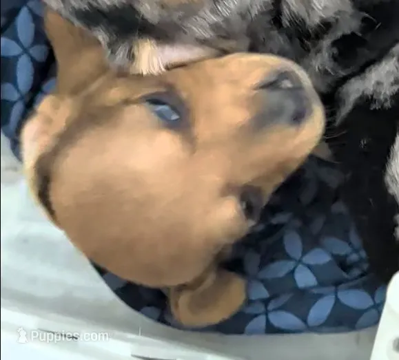 Betty Lou  – Miniature Dachshund puppy for sale in Bolivar, MO