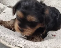 BoBo, a male Yorkipoo and Yorkshire Terrier for sale in Bolivar, MO – Photo 2 of 8