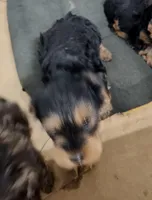 BoBo, a male Yorkipoo and Yorkshire Terrier for sale in Bolivar, MO – Photo 6 of 8