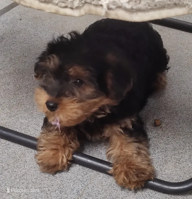 BoBo – Yorkipoo, Yorkshire Terrier puppy for sale in Bolivar, MO