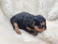 BoBo, a male Yorkipoo for sale in Bolivar, MO – Photo 3 of 3