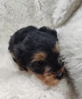 BoBo, a male Yorkipoo and Yorkshire Terrier for sale in Bolivar, MO – Photo 8 of 8