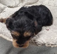BoBo, a male Yorkipoo and Yorkshire Terrier for sale in Bolivar, MO – Photo 3 of 8