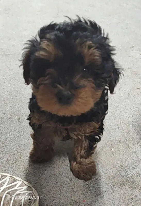 BoBo – Yorkipoo puppy for sale in Bolivar, MO
