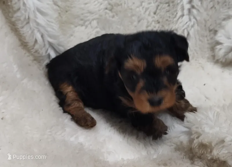 BoBo – Yorkipoo puppy for sale in Bolivar, MO