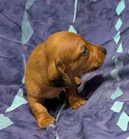 Betty Lou , a female Miniature Dachshund for sale in Bolivar, MO – 2 of 7