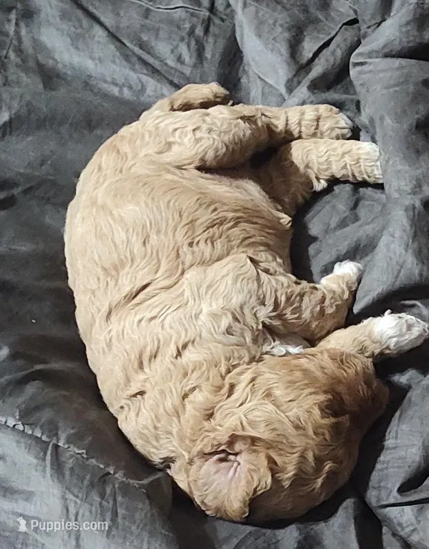 Marlene  – Goldendoodle, Miniature Goldendoodle puppy for sale in Bolivar, MO