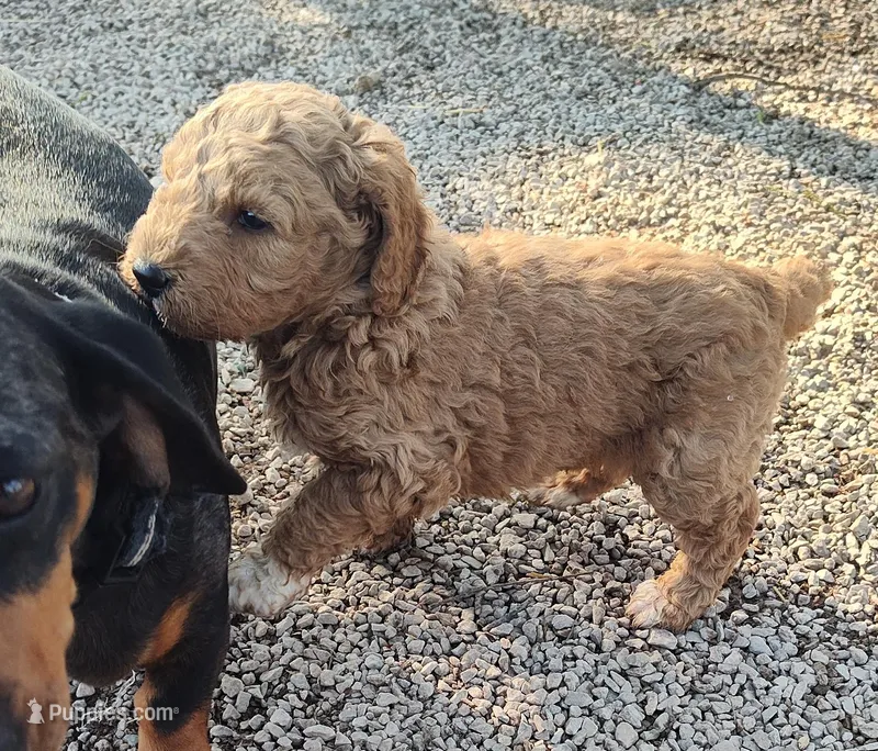 Marlene  – Goldendoodle, Miniature Goldendoodle puppy for sale in Bolivar, MO