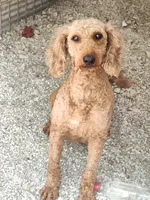Lil Miss , a female Miniature Goldendoodle for sale in Bolivar, MO – 1 of 4