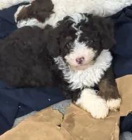 Winnie , a female Poodle - Miniature  and Miniature Aussiedoodle for sale in Bolivar, MO – 4 of 10