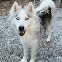 Sadie, a female Siberian Husky for sale in Bolivar, MO – Photo 2 of 2