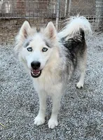 Sadie, a female Siberian Husky for sale in Bolivar, MO – Photo 2 of 2