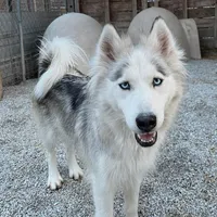 Sadie, a female Siberian Husky for sale in Bolivar, MO – Photo 1 of 2