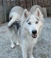Sadie, a female Siberian Husky for sale in Bolivar, MO – Photo 1 of 2