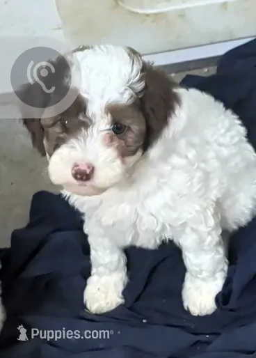 Dolly – Poodle - Miniature , Miniature Aussiedoodle puppy for sale in Bolivar, MO