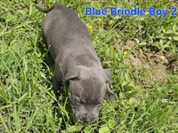 Blue brindle boy 2, a male Staffordshire Bull Terrier for sale in Adkins, TX – 3 of 4