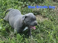 Blue brindle boy, a male Staffordshire Bull Terrier for sale in Adkins, TX – 2 of 7