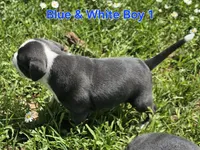 Blue and white boy 1, a male Staffordshire Bull Terrier for sale in Adkins, TX – 2 of 5