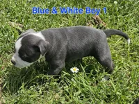 Blue and white boy 1, a male Staffordshire Bull Terrier for sale in Adkins, TX – 4 of 5
