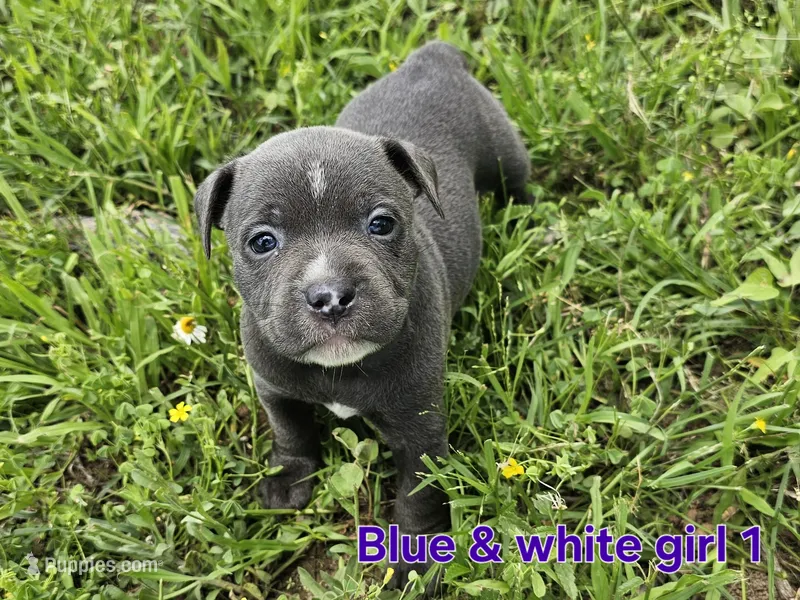 Blue and white girl – Staffordshire Bull Terrier puppy for sale in Adkins, TX