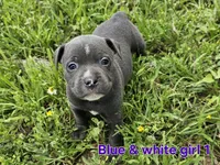 Blue and white girl, a female Staffordshire Bull Terrier for sale in Adkins, TX – 1 of 3