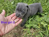 Blue girl 2, a female Staffordshire Bull Terrier for sale in Adkins, TX – 2 of 3