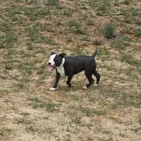 Lilo, a female Staffordshire Bull Terrier for sale in Adkins, TX – Photo 4 of 8