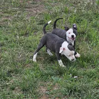 Lilo, a female Staffordshire Bull Terrier for sale in Adkins, TX – Photo 7 of 8