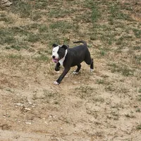 Lilo, a female Staffordshire Bull Terrier for sale in Adkins, TX – Photo 2 of 8